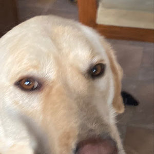 Meet your Posher, Bentley